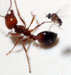 090515-zombie-ants-flies_big
