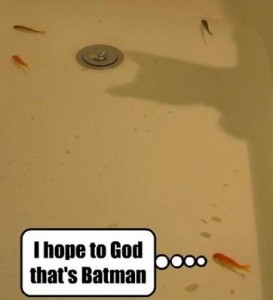 funnyanimalpic10
