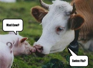 funnyanimalpic15