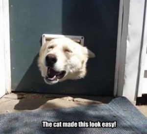 funnyanimalpic5