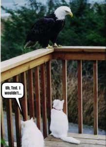 funnyanimalpic9